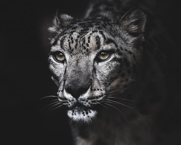 portrait, IRBIS, snow leopard