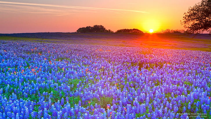 Bluebonnets, Texas Hill Country, Flowers/Gardens, HD wallpaper