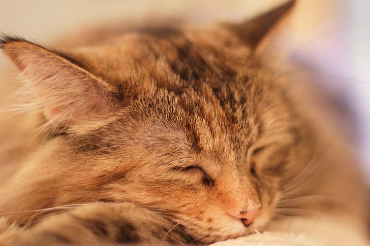 close up view of brown tabby cat, Holiday, Fatigue, sleep, pet, HD wallpaper