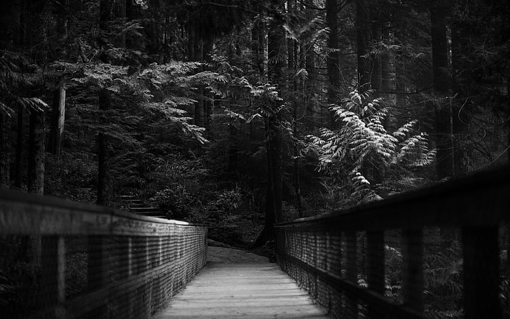 pathway between green leafed trees, forest, bridge, monochrome