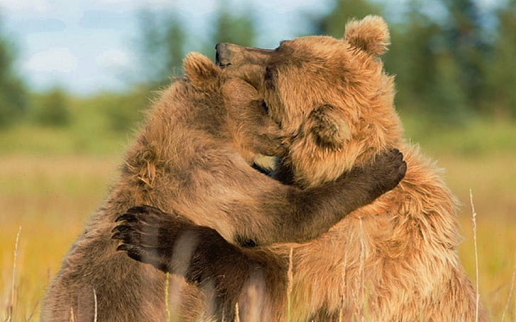 HD wallpaper: Bears, Animal, Brown Bear, Couple, Cute, Hug, animal wildlife  | Wallpaper Flare