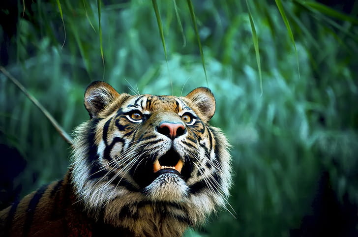 Tiger in jungle, tiger animal, Amazing, tigers mouth, teeth, predator, HD wallpaper