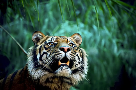 HD wallpaper: Tiger in jungle, tiger animal, Amazing, tigers mouth, teeth,  predator | Wallpaper Flare