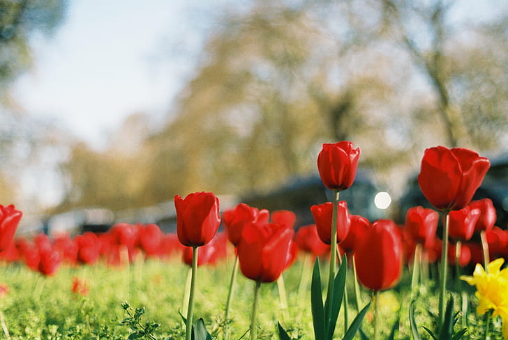 red Tulips eye-level selective focus photography at daytime, Hyde Park, HD wallpaper
