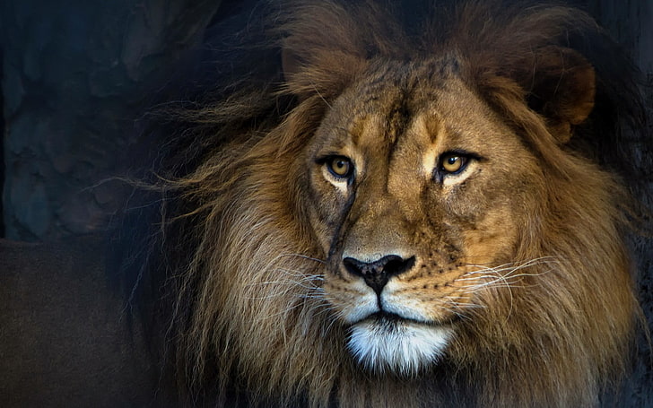 Lion king Wallpaper Download  MOONAZ