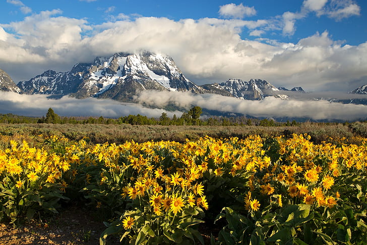 Wyoming, Mount Moran, gray rocky mountain, clouds, flowers, mountains