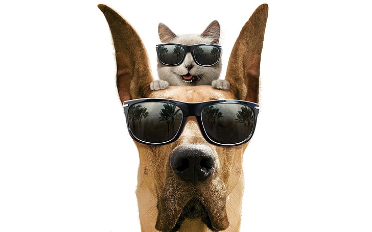 Cool Dog and Cat, funny, friendship