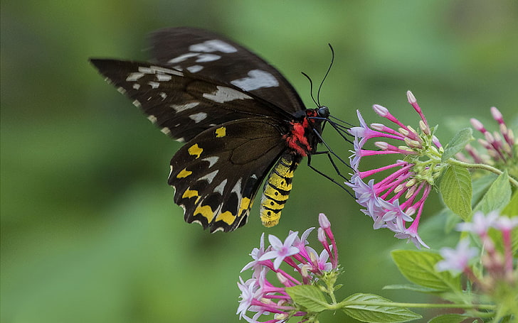 Female Cairns Birdwing Butterfly Pink White Flowers Pentas Lanceolata Color 4k Wallpapers Hd Images For Desktop And Mobile 3840×2400, HD wallpaper