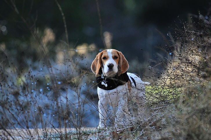 adult tricolor beagle, dog, walk, pets, animal, nature, hound, HD wallpaper
