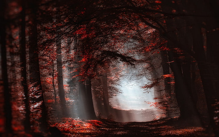 nature, landscape, forest, mist, sun rays, red, leaves, trees