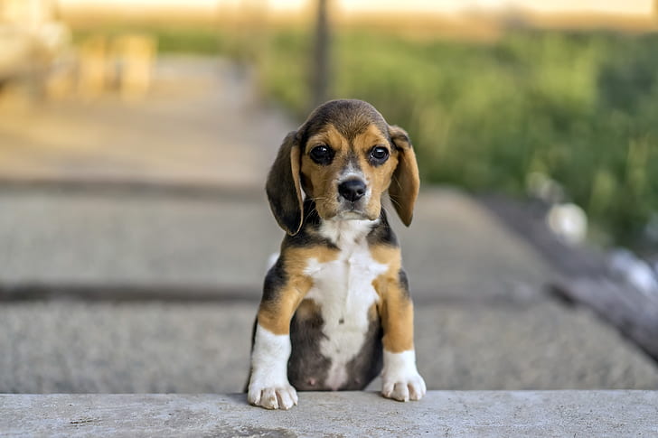 dog, animals, Beagles, HD wallpaper