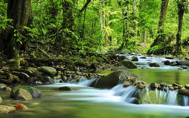Mountain Small River Green Forest Dense Rock Stones Muir Woods National Monument, HD wallpaper