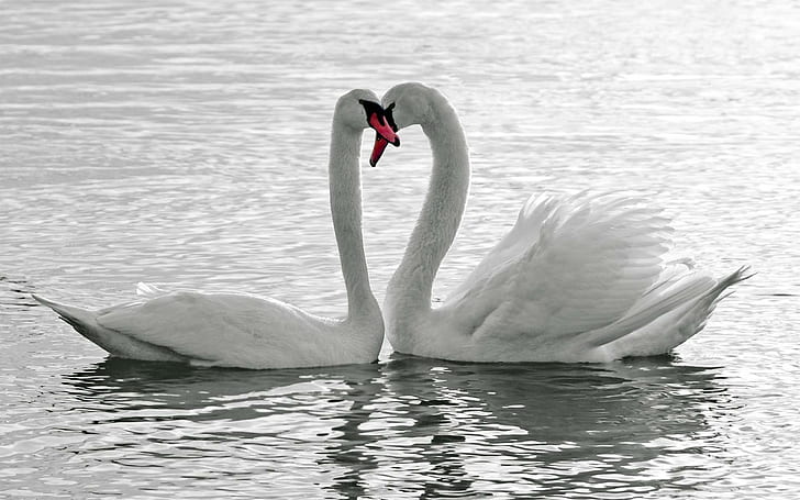Animals Birds Swans Lakes Pond Water Reflection Love Romance Emotion Feathers Wildlife Desktop Images, HD wallpaper