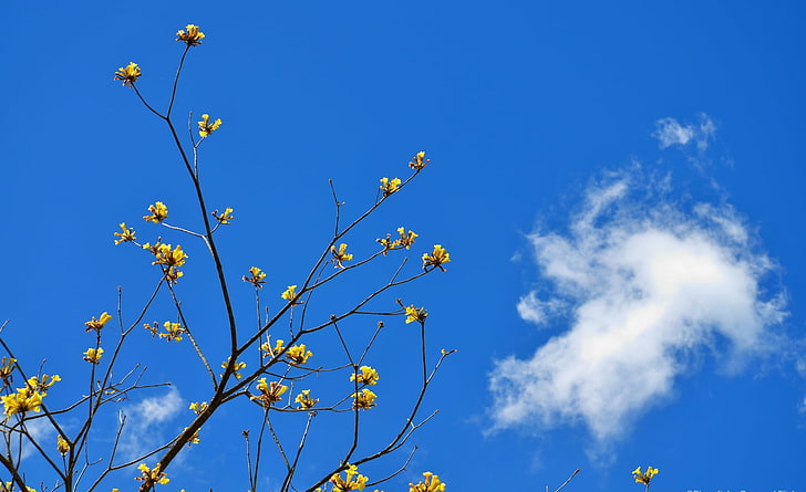 Blue Sky and Yellow Flowers, yellow petaled flowers, Nature, Sun and Sky, HD wallpaper