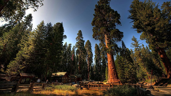 sequoia national park, sierra nevada, california, united states, HD wallpaper