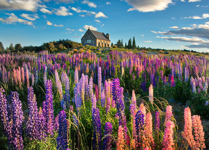 bed of flowers near brown concrete house, lupins, lupins, Spring, HD wallpaper