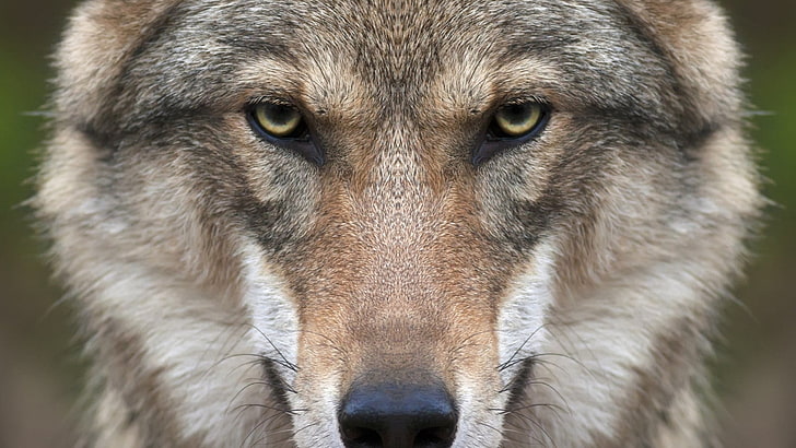 brown and black dog, wolf, animals, nature, closeup, face, symmetry