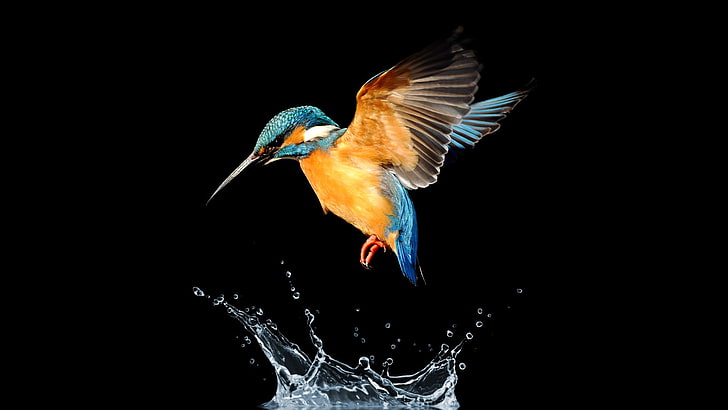 bird, beak, fly, kingfisher, wing, splash, wildlife, water bird, HD wallpaper
