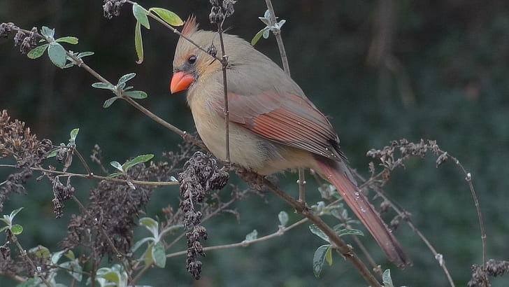 Cardinal On An Icy Limb, bird, tree, winter, animals