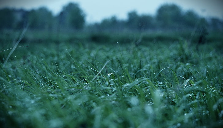 green grass, water drops, macro, blurred, nature, meadow, plant