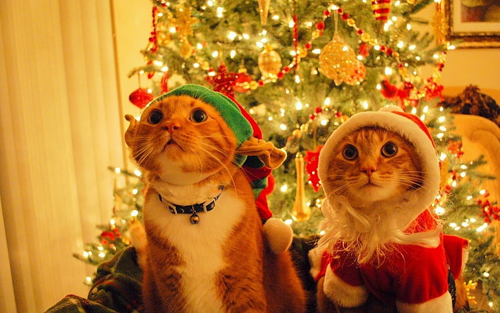 two orange tabby cats, Christmas, animals, celebration, christmas tree, HD wallpaper