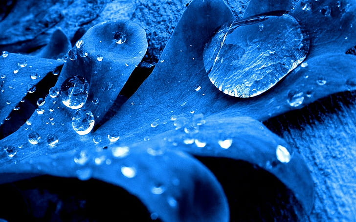 Blue leaf, water drops, HD wallpaper