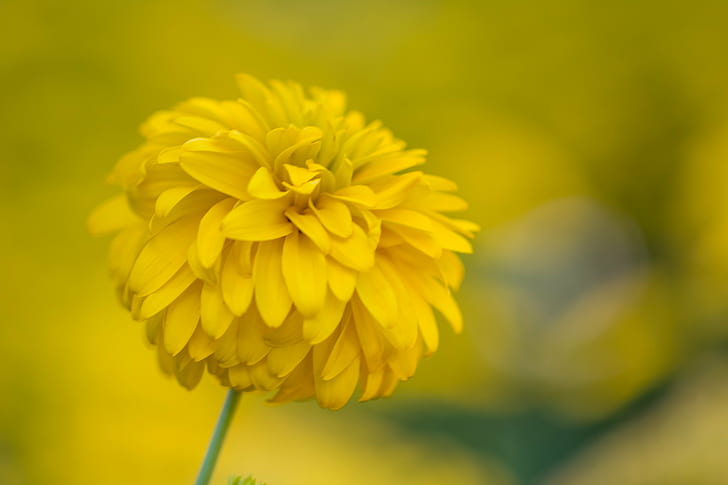 shallow focus photography of yellow flower, Botanic garden, Botaniska trädgården, HD wallpaper