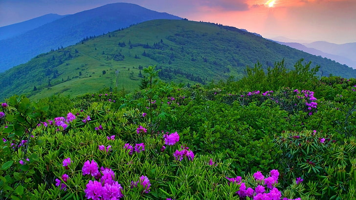 green grasses and pink flowers, landscape, mountains, purple flowers