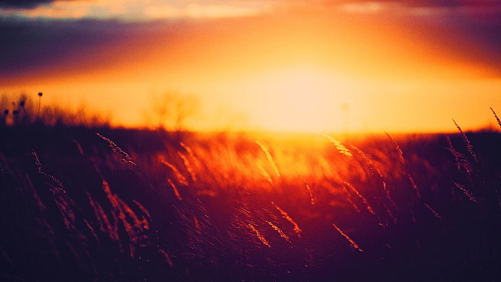 field of paddy during golden hour, silhouette of plants during golden hour, HD wallpaper