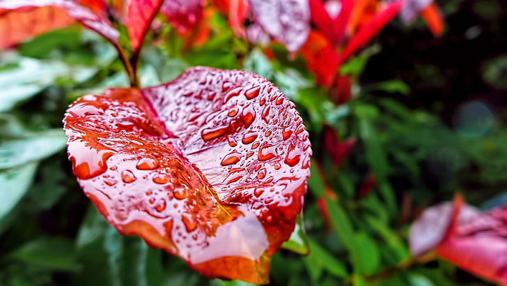 raindrops, red leaf, close up, plant, macro photography, waterdrop, HD wallpaper