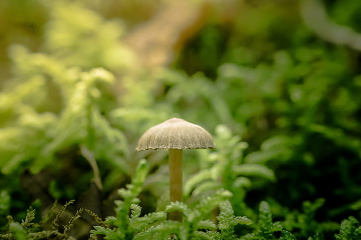 gray mushroom near plants, little, umbrella, Fungi, Fungus, Makro
