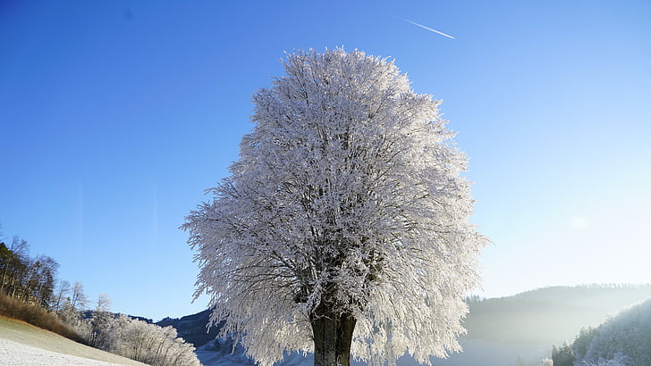 sunlight, 8k uhd, lonely tree, ice, mountain, landscape, cloud, HD wallpaper