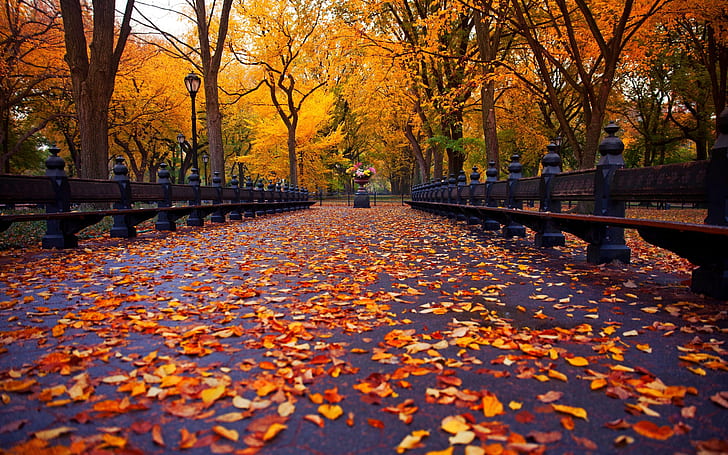 New York, autumn park, walk road, bench, yellow leaves, trees, HD wallpaper