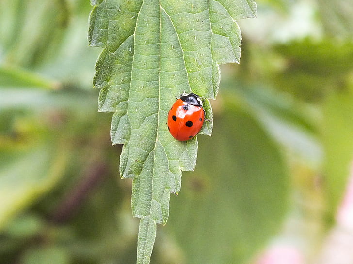 ladybugs, leaves, insect, animals, HD wallpaper
