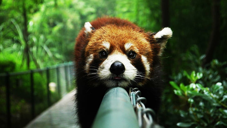 HD wallpaper: red panda, fauna, wildlife, wild animal, cute, funny |  Wallpaper Flare