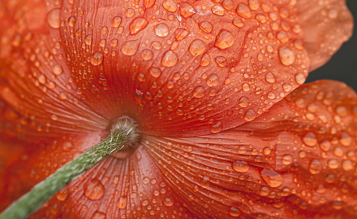 shallow focus on a red wet flower, rain, droplets, water  poppy