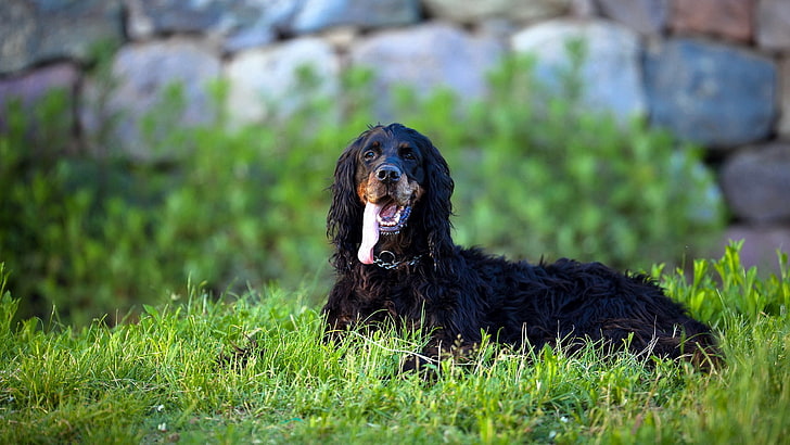 gordon setter dog picture, canine, one animal, animal themes, HD wallpaper