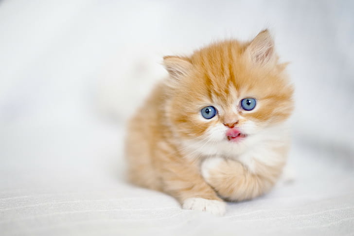 HD wallpaper: Cats, Animal, Cute, Fluffy, Kitten | Wallpaper Flare