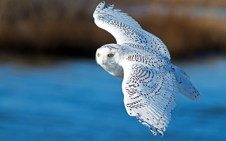 Snowy owl, flying, wings, HD wallpaper