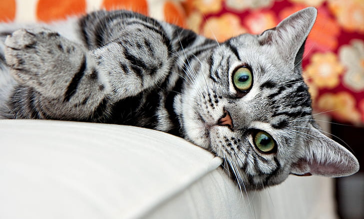 cat, look, striped, American Shorthair, HD wallpaper