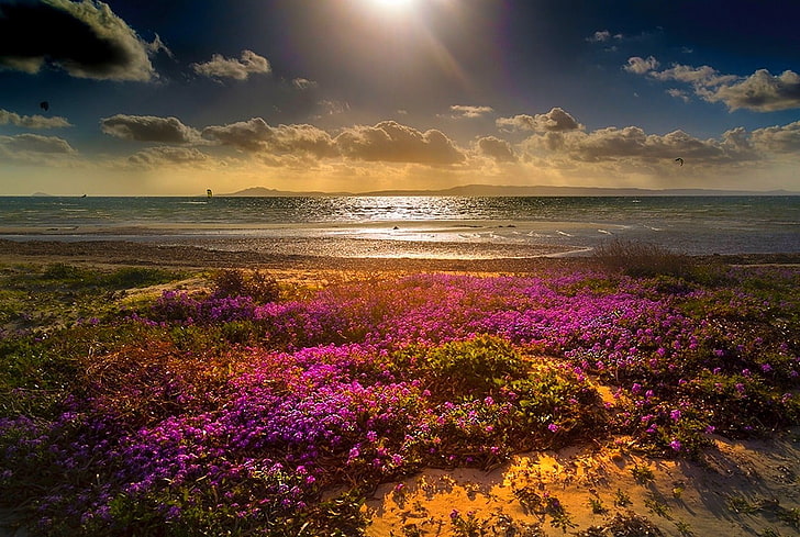 pink flower field near sea, beach, flowers, clouds, sun rays