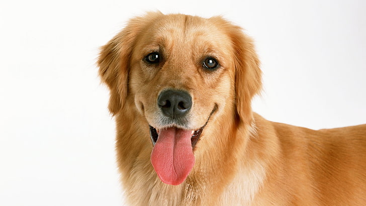 adult dark golden retriever, red dog, tongue, look, pets, animal