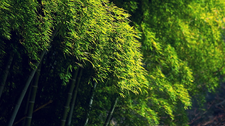 green leaf trees, bamboo, plant, green color, growth, beauty in nature, HD wallpaper