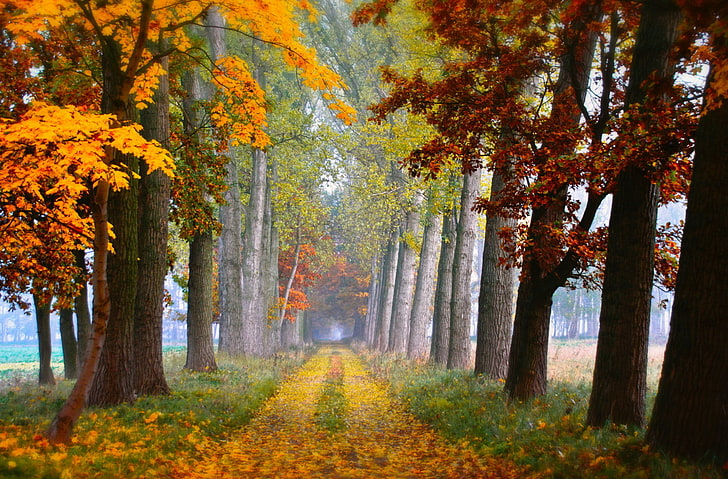 scenery of trees, fall, leaves, road, autumn, plant, change, beauty in nature, HD wallpaper