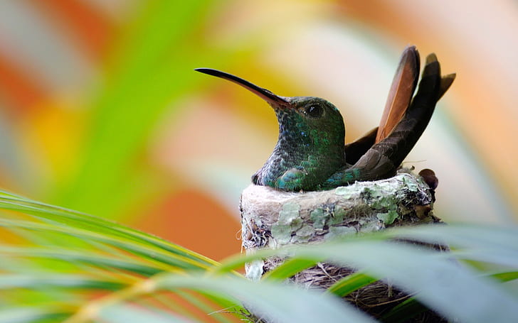 Hummingbird bird nest, HD wallpaper