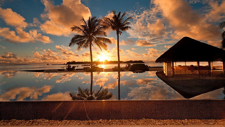palm tree, palms, sunset, sea shore, holiday, summer, lifestyle, HD wallpaper