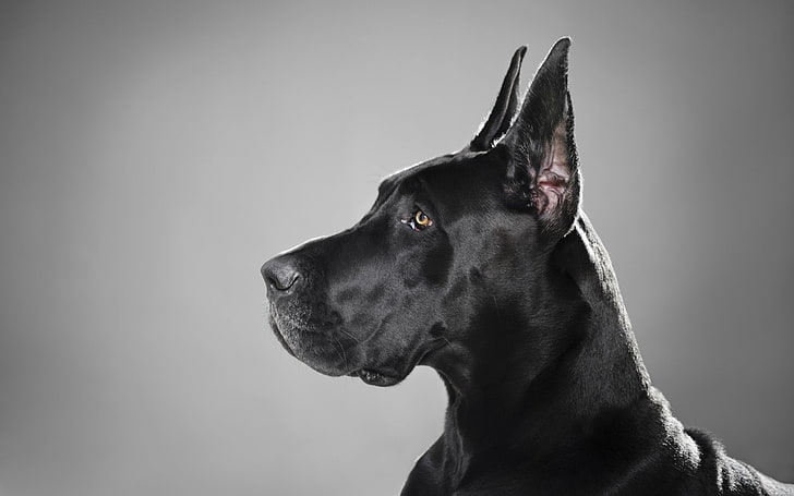 Dogs, Great Dane, HD wallpaper