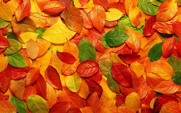 Autumn Leaves Background, red orange yellow and green leaves