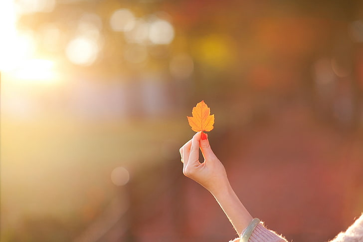 person's left hand, woman holding brown maple leaf, leaves, bokeh