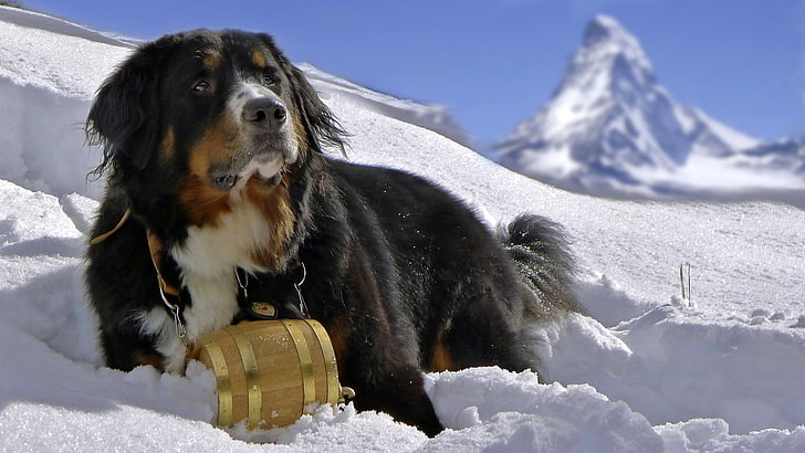adult Saint Bernard, snow, mountains, dog, Bernese Mountain Dog